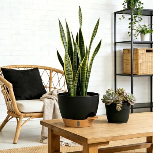 Self Watering Pots with Drainage Holes, 3 Pack 12/10/8 Inch Plant Pots with Water Level Indicator Deep Reservoir, Large Plastic Planter for Indoor Outdoor Plants - Black Brown