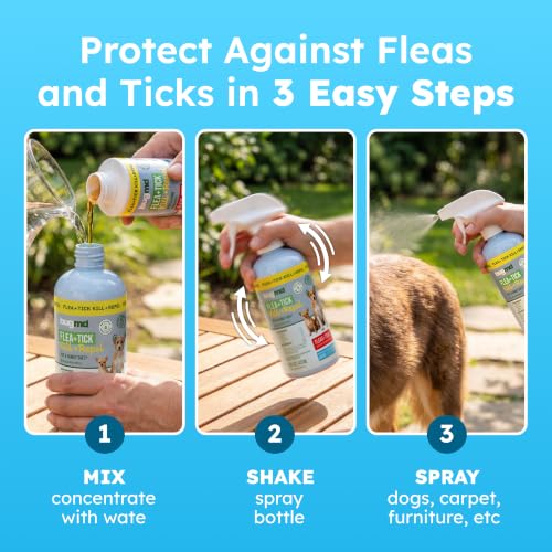 BugMD Flea and Tick Spray for Dogs - Kills & Repels on Contact | Plant-Powered Treatment for Home, Furniture and Carpet - Makes 32 oz | Starter Kit