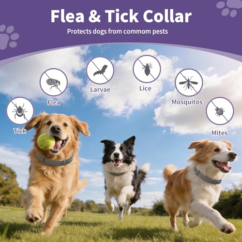 5 Packs Flea and Tick Collar for Dogs, Flea Collar for 40-Month Protection | 5 Pack Flea Collar for Dogs Waterproof&Adjustable Flea and tick Prevention Collar for Small Medium Large Dogs & Puppies, Grey